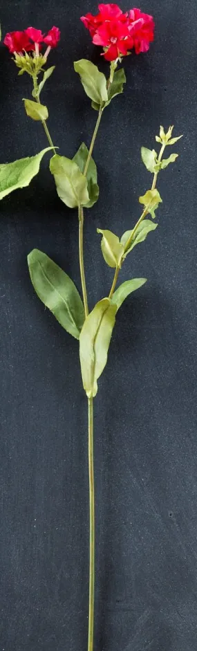 Phlox Stems