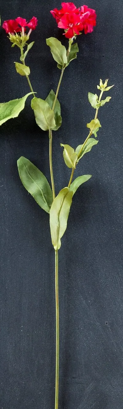 Phlox Stems